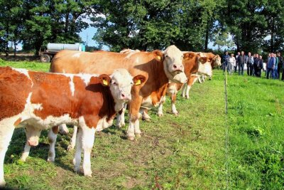 Warum im vogtländischen Losa nun statt Milch Rindfleisch produziert wird - Die Teilnehmer des Sächsischen Fleischrindtages schauten sich die Fleckviehherde in Losa an.
