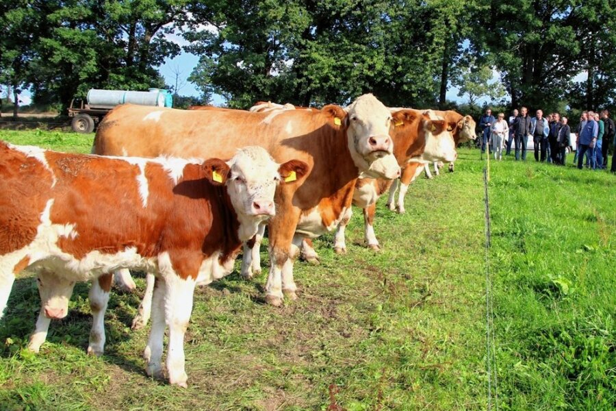 Warum im vogtländischen Losa nun statt Milch Rindfleisch produziert wird - Die Teilnehmer des Sächsischen Fleischrindtages schauten sich die Fleckviehherde in Losa an.