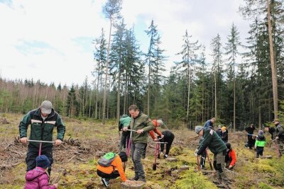 Warum im Vogtland junge Sportler beim Aufforsten mit anpacken - In Zweierteams wurde fleißig gepflanzt. Die Kahlstelle bei Pausa soll wieder zum Wald werden, ein Mischwald ist geplant. 