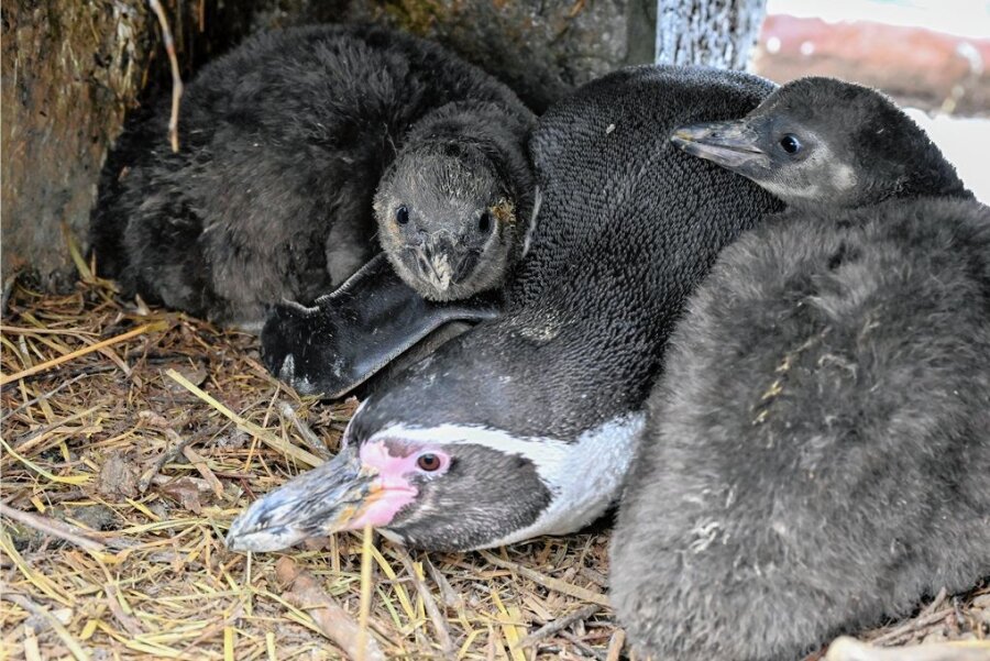 Warum in Limbach-Oberfrohna 2022 der Pinguin-Storch zweimal da war - Die Zwillingspinguine des Amerika-Tierpark, hier mit Vater Dieter, wiegen mittlerweile drei Kilogramm.