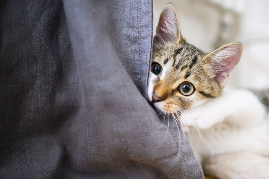 Warum Katzen an Möbeln kratzen - und was dagegen hilft - Eine Studie hat untersucht, was sich gegen Möbel zerkratzende Hauskatzen unternehmen lässt. (Archivbild)