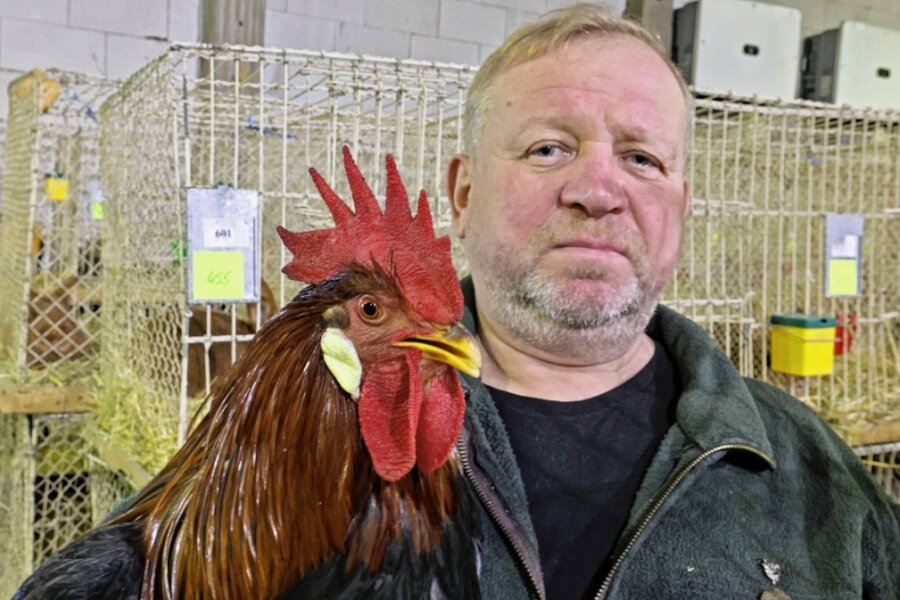 Warum Kleintierzüchter fast wie Unternehmer denken müssen - Mario Ollert zeigt zur Ausstellung am Wochenende in Dennheritz die Hühner der Rasse "Rebhuhnfarbige Italiener." Er konzentriert sich seit 25 Jahren auf die Kleintierzucht. 