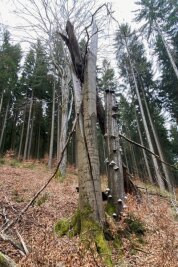 Warum Kletterer im Erzgebirgswald Kronen kappen - Die Natur liefert das perfekte Vorbild: In der Nähe des Herolder Kalkwerks bietet natürlich entstandenes Totholz vielfältigen Lebensraum.