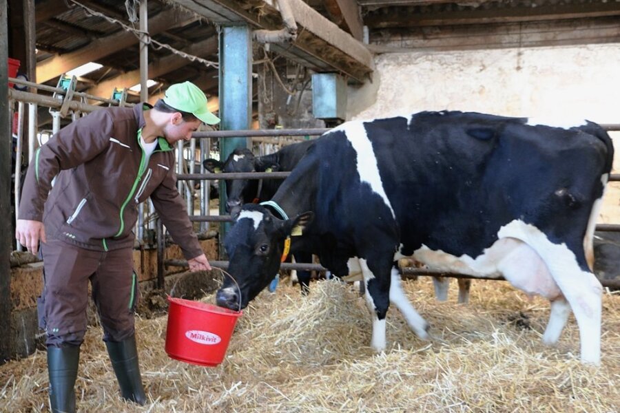 Mitarbeiter Marcel Harnisch mit Kuh Liesel, die in ihrem Leben bereits 100.000 Liter Milch gegeben hat. Derzeit ist sie tragend, wird im Dezember zum zehnten Male kalben. 