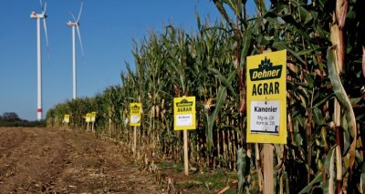 Warum Mais-Experten sich in Gersdorf treffen - Auf dem Versuchsfeld bei Gersdorf sind Unterschiede zwischen den einzelnen Maissorten für den Laien kaum zu erkennen. 