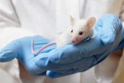 Warum manche gewanderte Krebszellen Winterschlaf machen und andere aufwachen - An Mäusen wurden die Mechanismen getestet, die Krebs in Schach halten. Ob es bei Menschen klappt, muss sich zeigen. 