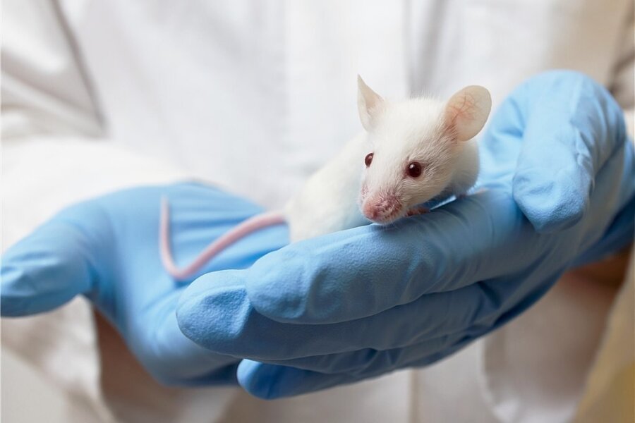 An Mäusen wurden die Mechanismen getestet, die Krebs in Schach halten. Ob es bei Menschen klappt, muss sich zeigen. 