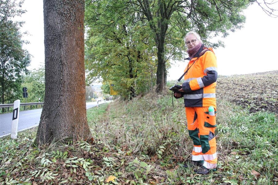 Warum Pilze und Streusalz den Bäumen zwischen Flöha und Augustusburg zu schaffen machen - Susanne Schlesiger kontrolliert jährlich etwa 25.000 Bäume. Mit dabei hat sie immer ihr Tablet und Sprühfarbe.