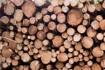 Warum Privatwaldbesitzer bei der Bekämpfung des Borkenkäfers benachteiligt sind - Seit 2021 wurden im Staatswald des Forstbezirks Marienberg mehr als 40.000 Festmeter Borkenkäferholz geschlagen.