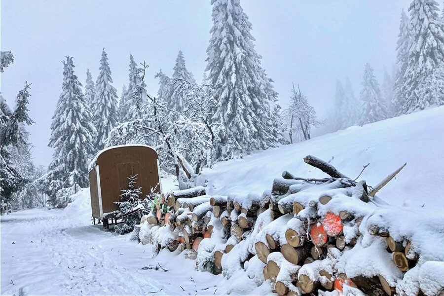 Warum riesige Fichten am Fichtelberg weichen müssen - Imposante Solitärfichten sind im Zechengrund in Oberwiesenthal in den "Winterschlaf" gegangen. Einige dieser Riesen müssen aus dem Naturschutzgebiet weichen. 