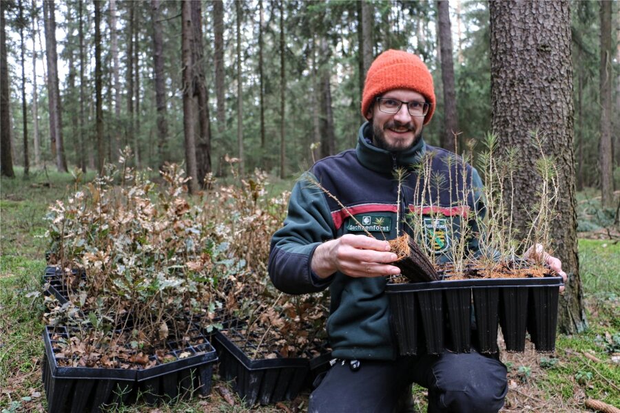 Warum Sachsenforst bei der Aufforstung im vogtländischen Wald auf Containerpflanzen setzt - Revierförster Eric Specht zeigt einige der Containerpflanzen, junge Lärchen.