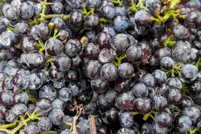 Warum Sachsens Winzer überaus zufrieden mit dem Jahrgang 2023 sind - 2023 war ein Jahr, das in Sachsen auch perfekt für Rotwein war. Die Trauben konnten gut reifen.