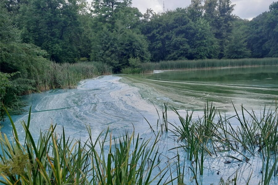 Warum sich Blaualgen im Greizer Schlosssee stark vermehren - Anzeichen für Blaualgenbefall im Greizer Parksee.