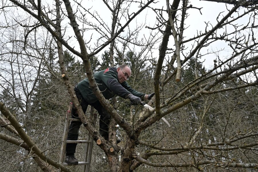 Warum sich Forstleute im Erzgebirge um Apfelbäume kümmern - Jörg Unger ist im Forstbezirk Eibenstock zuständig für Liegenschaften. Er kennt sich auch gut mit Obstgehölzen aus, hat er doch zehn Jahre in einer Baumschule in der Schweiz gearbeitet. Seine Kenntnisse gab er in Schönheide weiter.