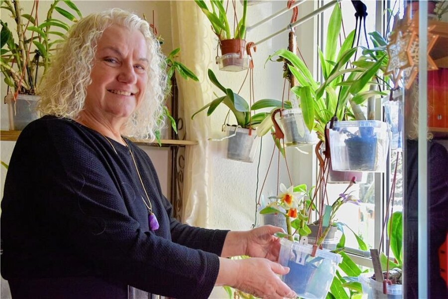 Warum sich Orchideen in Chemnitz besonders wohlfühlen - Gisela Langner und ihre hängenden Orchideen. Über 200 Stück hat sie in ihrer Wohnung, wie diese orange-weiße Dendrobium Christy Dawn. Foto: 