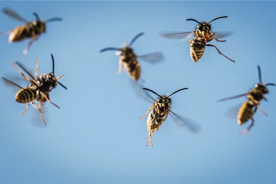 Lösen bei vielen Menschen Angst aus: die zahlreichen Wespen im Spätsommer. 