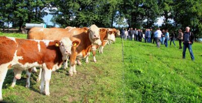 Warum statt Milch nun in Losa Rindfleisch produziert wird - Die Teilnehmer des Sächsischen Fleischrindtages schauten sich die Fleckviehherde in Losa an. 