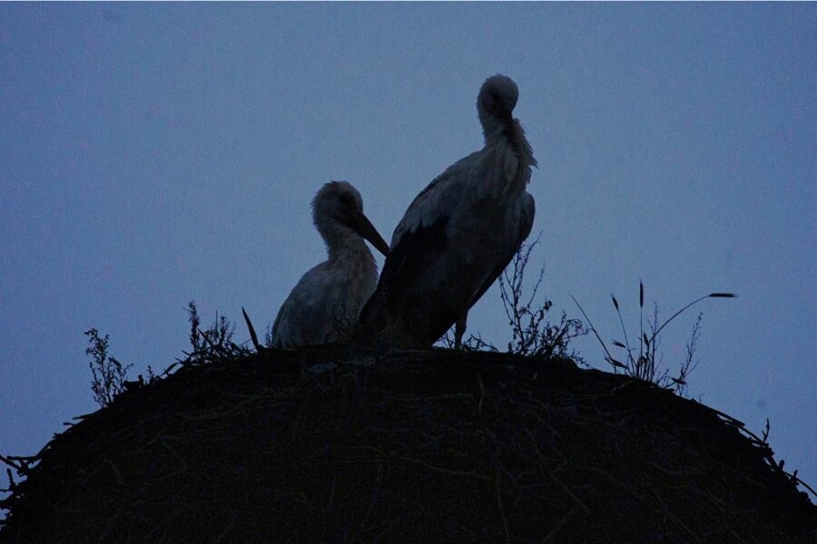 Mit Beginn der Dämmerung fliegt das weit gereiste Weischlitzer Storchenpaar täglich auf seinen Horst, um dort ungestört die Nacht zu verbringen.