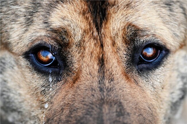 Warum Vierbeiner weinen: Hundetränen - Feuchte Augen. 