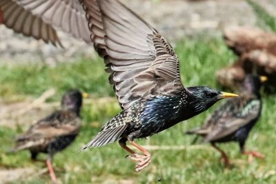 Warum vogtländische Ornithologen derzeit den Brutvögeln auf der Spur sind - Die Stare gehören zu den zeitigen Rückkehrern, die bei günstiger Witterung manchmal schon Ende Februar zu beobachten sind. 