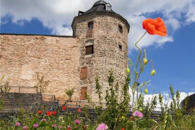 Was blüht am Plauener Schlosshang: Unkraut oder Wildblumen? - Die Blühflächen an den Schlossterrassen sorgen für Kritik.