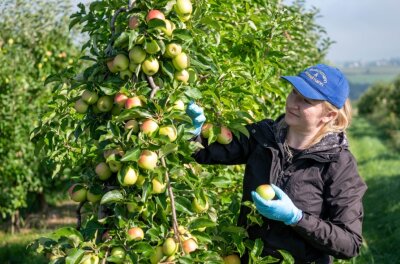 Was die Apfelernte mit dem Klimawandel zu tun hat - Erntehelfer und Mitarbeiter pflücken die Äpfel am Obstgut Seelitz von den Bäumen. In der Spitze sind über 20 Kräfte aus Polen im Einsatz. 