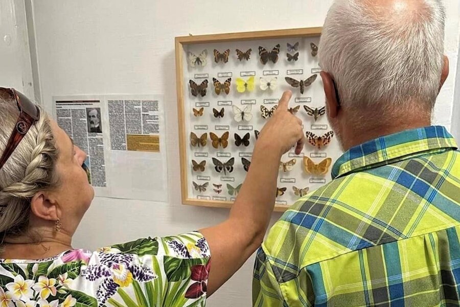Was die einstige Antonshütte im Schwarzwassertal mit Schmetterlingen zu tun hat - Auch ein Schaukasten mit präparierten Schmetterlingen ergänzt die Fotoausstellung im Huthaus der Antonshütte.