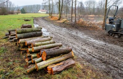 Was die Motorsäge im Naturparadies zu suchen hat - Die Baum- und Gehölzschnittarbeiten neben der Kläranlage in Niederwiesa sorgen für Unruhe im Ort, sind aber genehmigt.