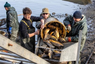 Was die Plauener Fischereigenossenschaft beim Abfischen des Stadtparkteiches an Land gezogen hat - Durchschnittlich ein Kilogramm schwere Karpfen waren in den Netzen. Die Tische kamen in einen anderen Teich.