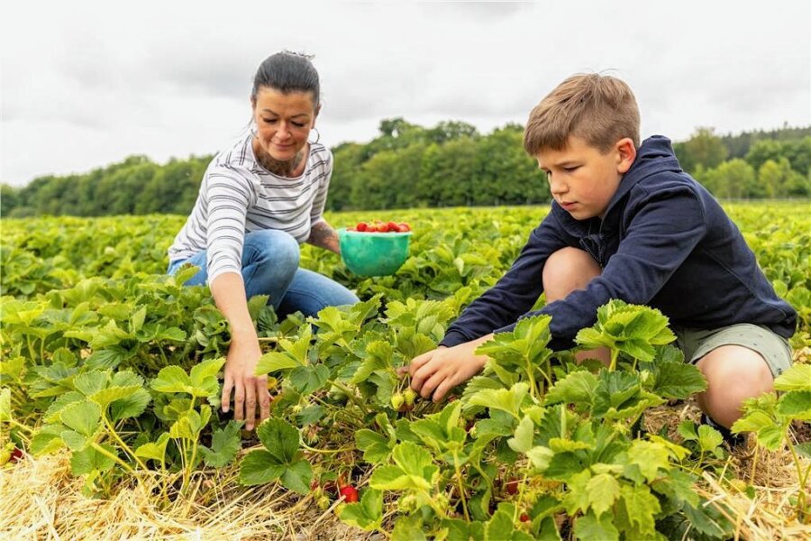 Was die Selbstpflücker in diesem Jahr auf den Erdbeerfeldern im Vogtland erwartet - Constanze Dümichen und ihr Sohn Liam (10) gehörten zu den ersten Pflückern auf dem Erdbeerfeld in Rodewisch.