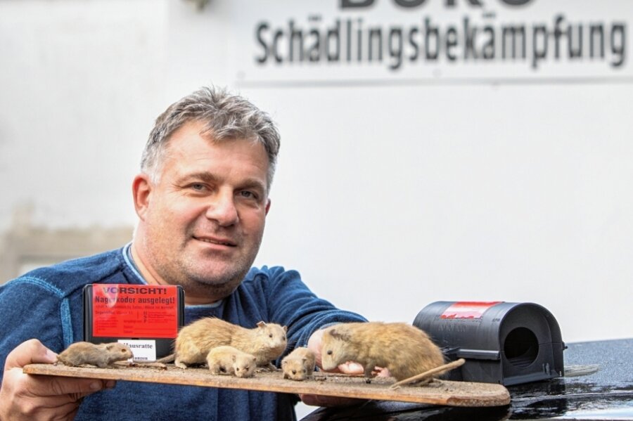 Was ein Kammerjäger im Vogtland erlebt - Mike Gebhardt ist für die Firma Holzschutz- und Schädlingsbekämpfung (HSP) in Plauen im Einsatz. Mit den kälteren Temperaturen zieht es Ratten näher an Häuser, sofern sie dort Nahrung finden: volle gelbe Säcke, Vogelfutter, Biomüll. "Wir Menschen machen viele Fehler", sagt der Experte. 