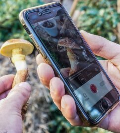 Was eine Pilz-App leisten kann - Einfach fotografieren und Sekunden später gib's Infos zum Goldröhrling.