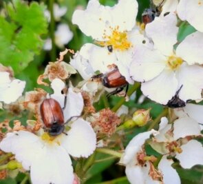 Was es mit der Invasion der Käfer auf sich hat - Der Gartenlaubkäfer befällt mit Vorliebe Rosengewächse wie diesen vielblütigen Hagebuttenstrauch im Garten von Kay Meister.