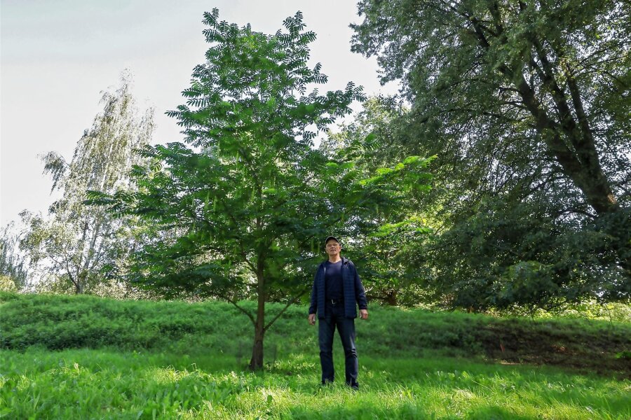 Was es mit einem Baum im Grünfelder Park auf sich hat - Landschaftsarchitekt Heiko Strauch zeigt die Flügelnuss, die zu Ehren von Alfred Rehder gepflanzt wurde.