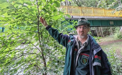 Was Forstexperten Sorgenfalten macht - Forstrevierleiter Ullrich Göthel betreut für den Sachsenforst eine Fläche nahe dem Chemnitztalradweg in Auerswalde, die aufgeforstet wurde. 