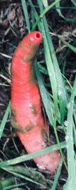 Was für eine Raupe hat meine Mutter da in ihrem Garten gefunden? - Sieht auf den ersten Blick aus wie eine Raupe, ist aber tatsächlich ein Pilz: Die Vornehme Hundsrute. 