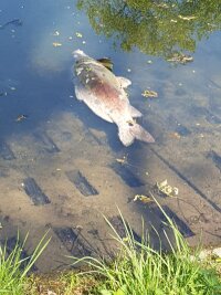 Was hat zum Fischsterben im Schloßteich geführt? - Etliche große tote Karpfen trieben in den vergangenen Tagen an der Wasseroberfläche des Schloßteichs.