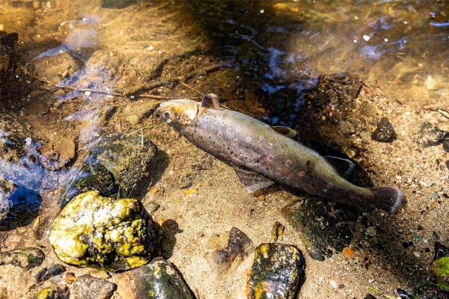 Was Laborproben zum Fisch-Sterben in der Göltzsch verraten - Bachforellen wurden Dienstag tot in der Göltzsch aufgefunden. Die Ursache steht nicht fest.