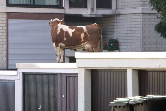 Was macht die Kuh auf dem Dach? - Eine entlaufene Kuh steht auf einem Garagendach. Die Kuh hatte das Dach über einen angrenzenden Garten erreicht.