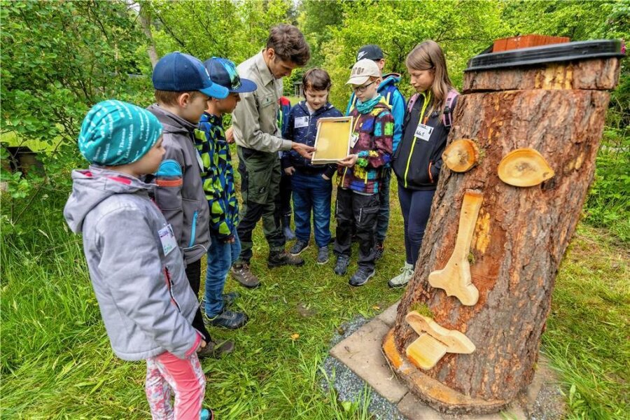 Was vogtländische Grundschüler bei den Waldjugendspielen in Eich Neues über die Natur lernen - Dominik Feudel erklärt den Schülern mit Hilfe einer Bienenbeute, wie das Leben von Bienen verläuft.