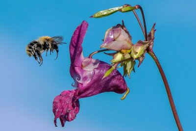 Was zum Schutz von Wildbienen alles nötig ist - Überlebenskünstler im Ernährungsstress: Eine Hummel sucht Nektar in Blüten des Drüsigen Springkrauts. 