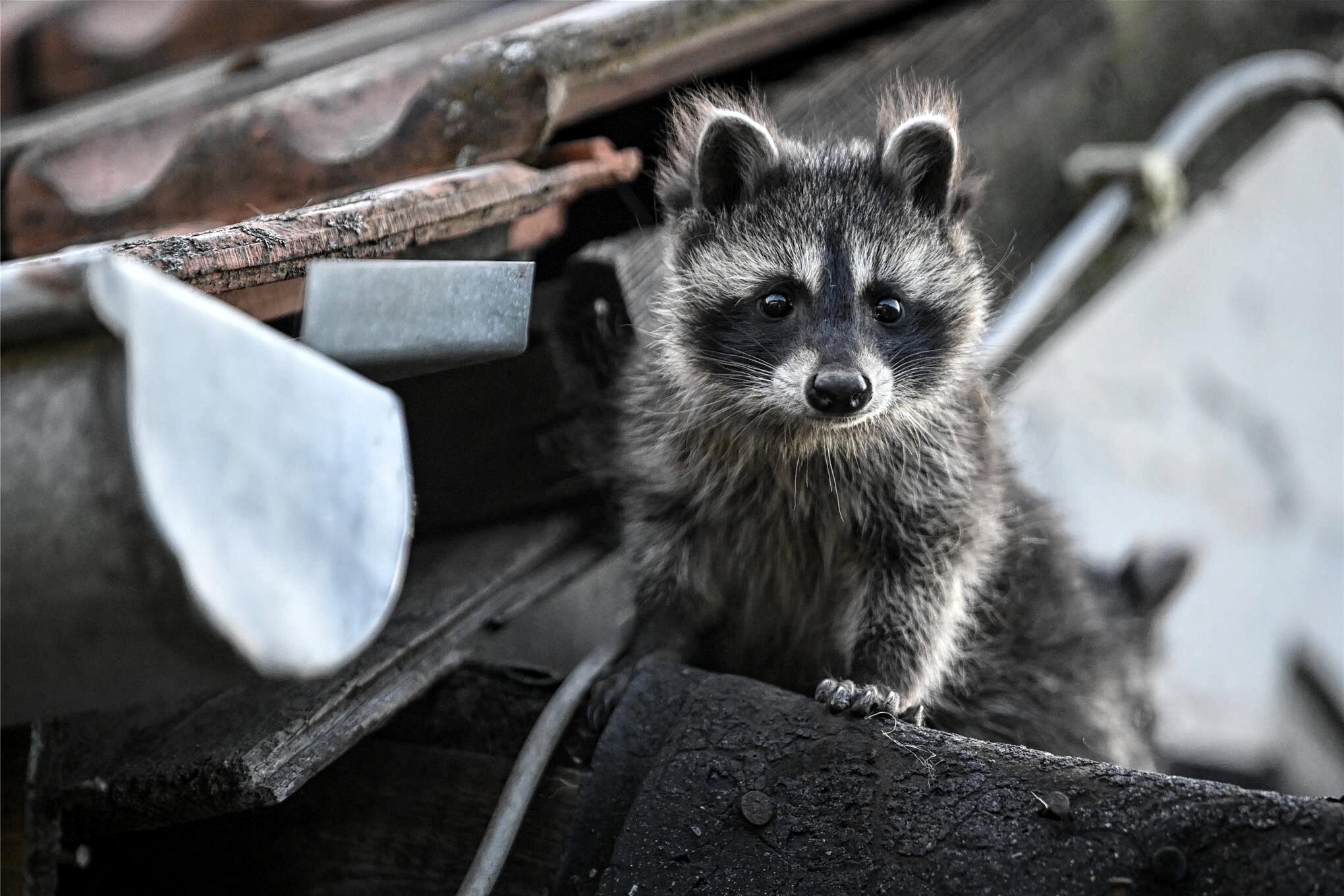 Waschbär und Riesenbärenklau in Chemnitz Über invasive Arten und wie gefährlich sie sind