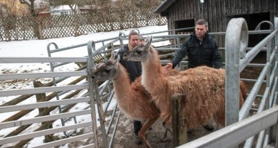 Waschb ren schauen nach Umzug beim Guanako Abschied zu