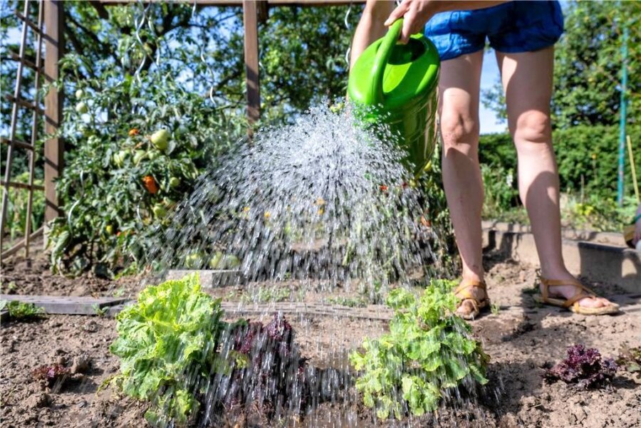 Wasserentnahme in immer mehr Regionen Sachsens verboten: Was heißt das für Gärtner? - Beim Gießen sollte man jetzt besonders sparsam sein. 