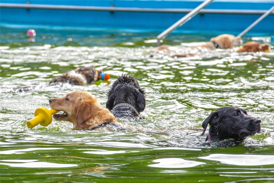 Wasserfans auf vier Pfoten im Freibad Erdmannsdorf - Zahlreiche Hunde haben sich beim Pfötchenschwimmen im Freibad Erdmannsdorf vergnügt.