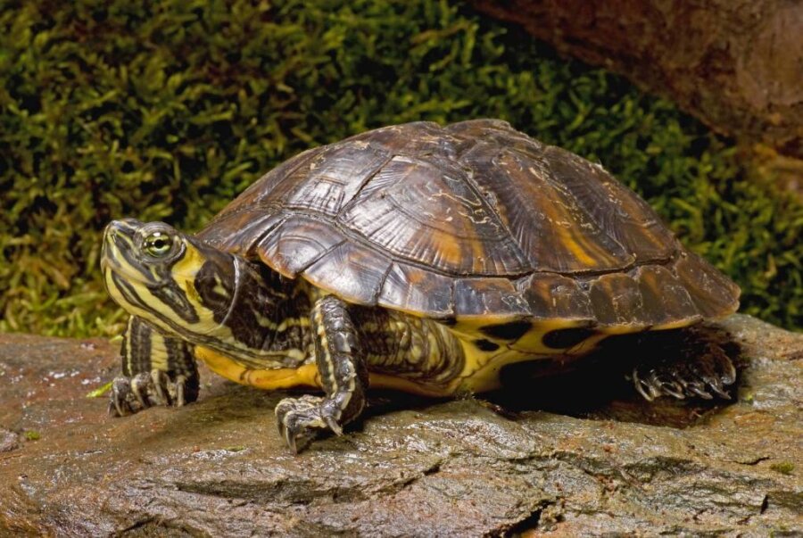 Wasserschildkröte im Schwanenteich in Mittweida: Wird das Tier eingefangen? - Eine Wasserschildkröte, die so aussieht, wie diese Gelbwangenschmuckschildkröte, ist im Schwanenteich in Mittweida entdeckt worden. 