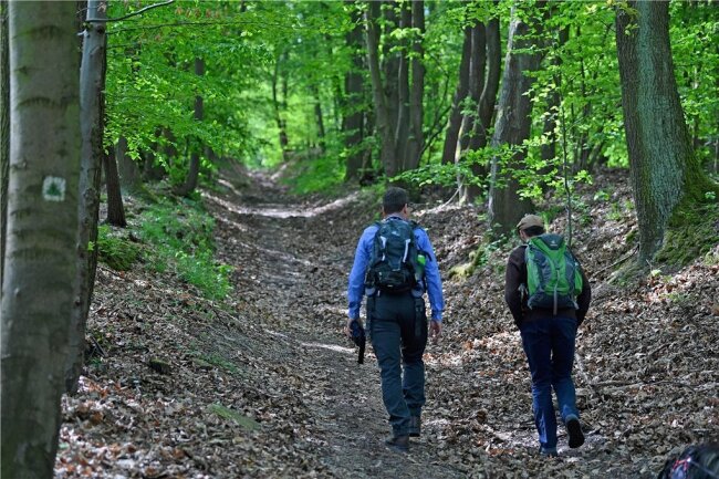 Wandern, Spazierengehen, Radfahren, Joggen - die Sachsen gehen oft in den Wald. Nur fünf Prozent tun es nie. 