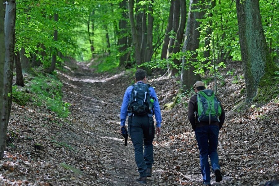 Wandern, Spazierengehen, Radfahren, Joggen - die Sachsen gehen oft in den Wald. Nur fünf Prozent tun es nie. 