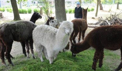 Wegen Corona: Tierpark Limbach-Oberfrohna geschlossen - Alpakas sind im Amerika-Tierpark seit Jahren zu sehen.