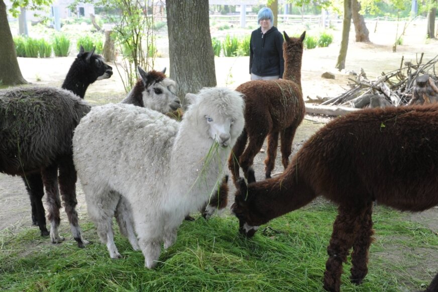 Wegen Corona: Tierpark Limbach-Oberfrohna geschlossen - Alpakas sind im Amerika-Tierpark seit Jahren zu sehen.